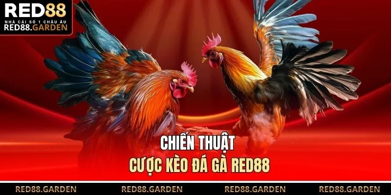 Chiến thuật cược kèo đá gà Red88