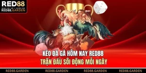 Kèo Đá Gà Hôm Nay Red88 - Trận Đấu Sôi Động Mỗi Ngày