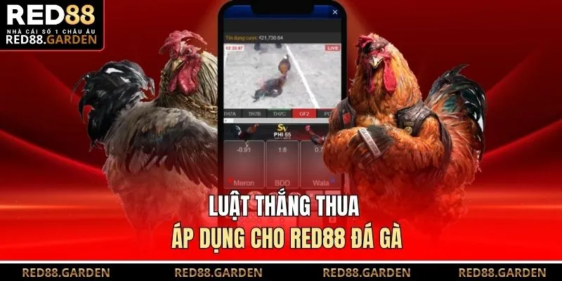 Luật thắng thua áp dụng cho Red88 đá gà