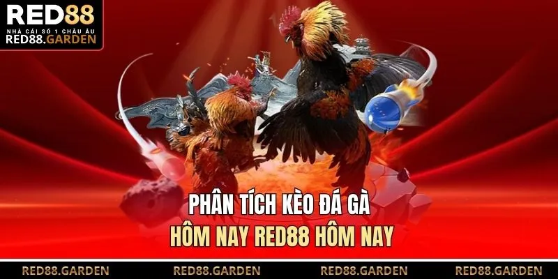 Phân tích kèo đá gà hôm nay Red88 hôm nay